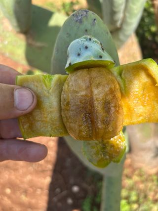  Fichi d india senza spine