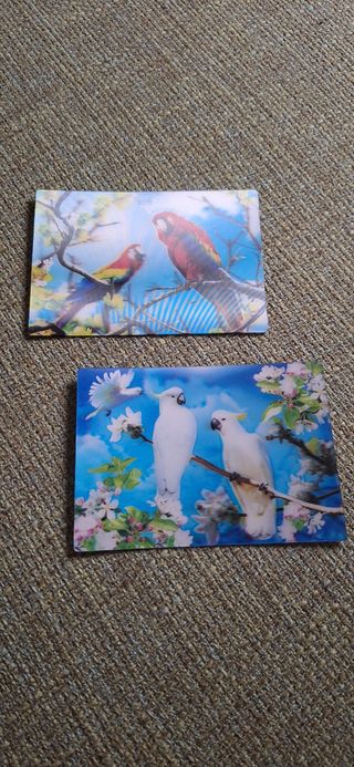 Set 2 cartoline pappagalli