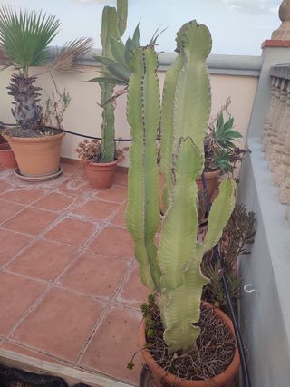 Plantas con maceta de barro