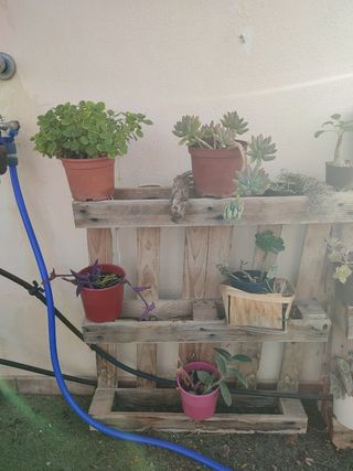 Plantas con maceta de barro