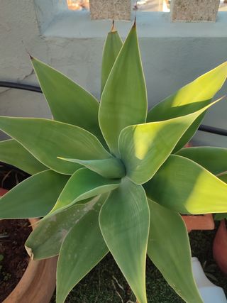 Plantas con maceta de barro