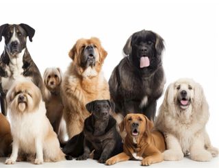 Adiestrador y educador canino