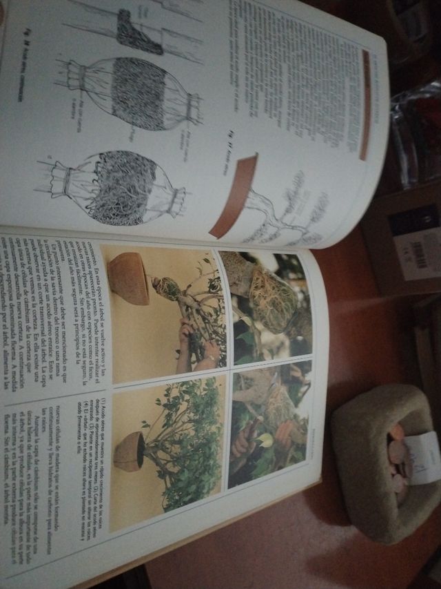 Libro El arte del bonsai de interior