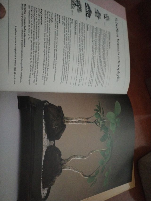 Libro El arte del bonsai de interior