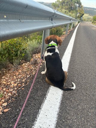 Cuidador perro - paseador de perros