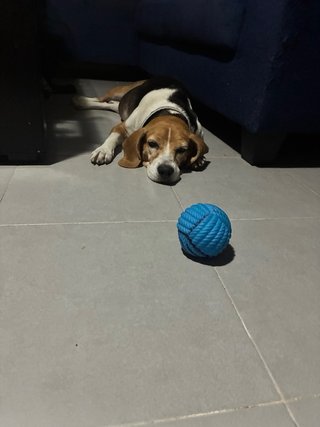 Cuidador perro - paseador de perros