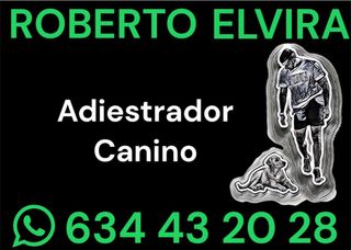 Adiestramiento y educador canino