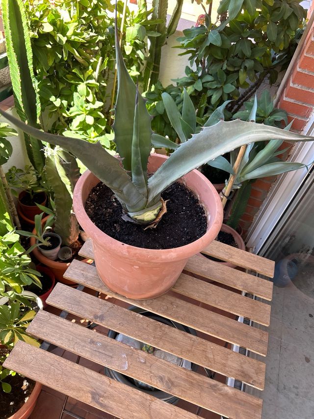Planta agave attenuata