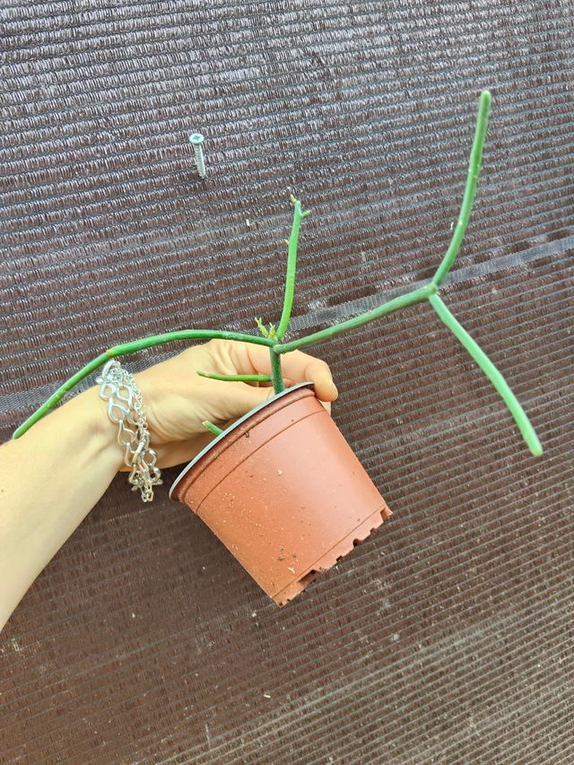  Árbol de los dedos, Euphorbia tirucali.