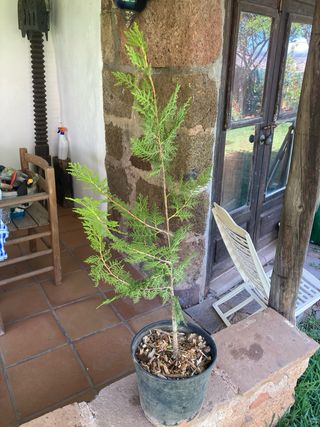 Cupreso “platycladus orientalis”