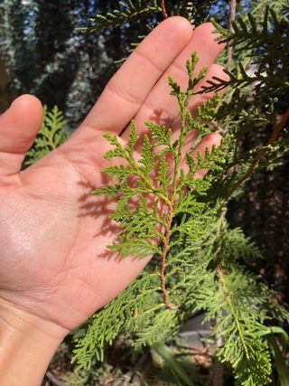 Cupreso “platycladus orientalis”