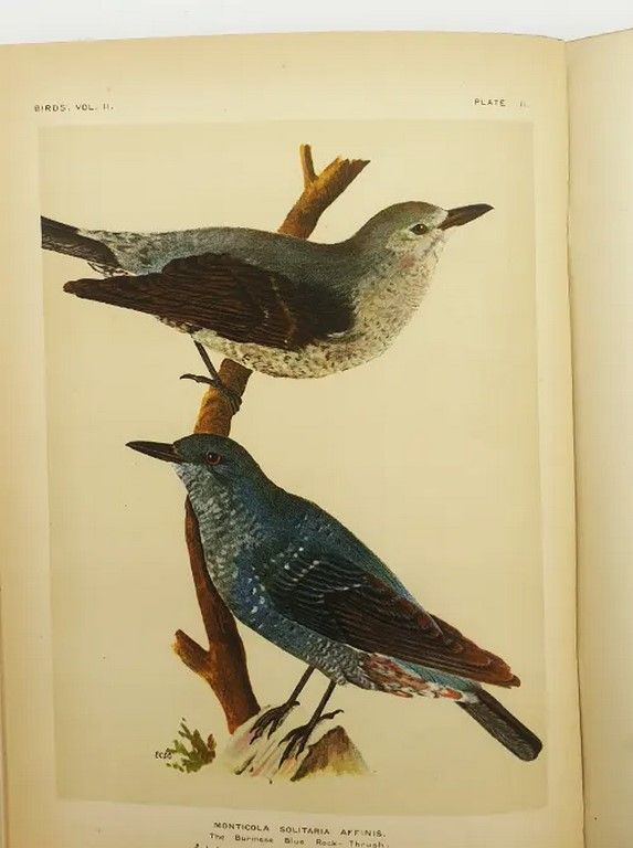 The Fauna of British India Vol. II-VIII