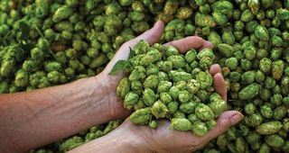 Flor de lúpulo para cerveza artesana