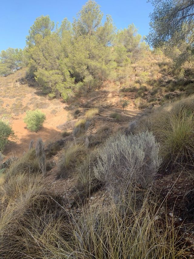 Parcela de terreno en cultivo