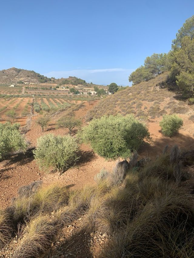 Parcela de terreno en cultivo