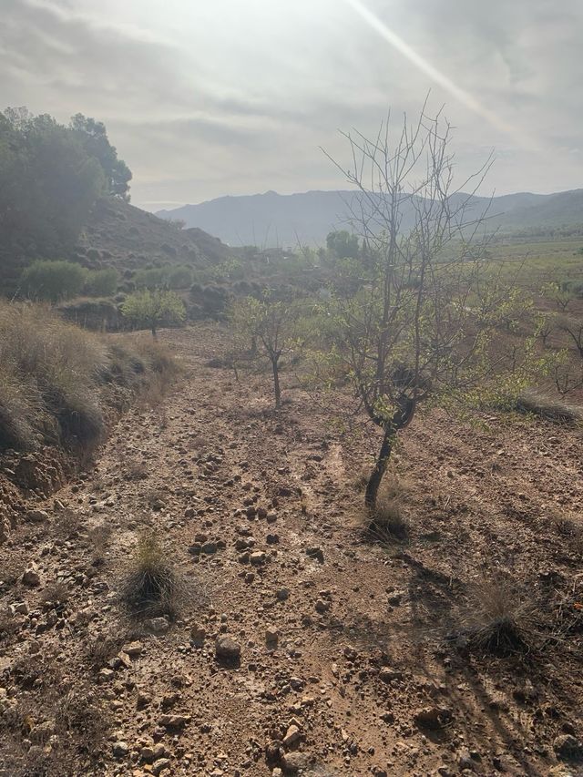 Parcela de terreno en cultivo