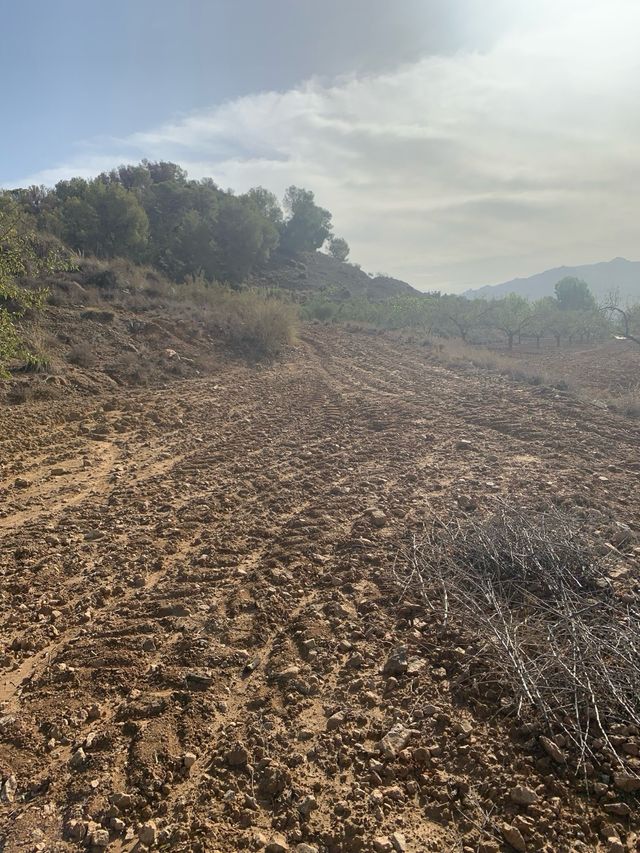 Parcela de terreno en cultivo