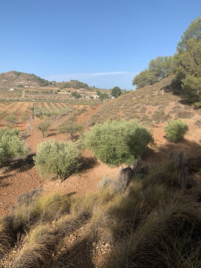 Parcela de terreno en cultivo