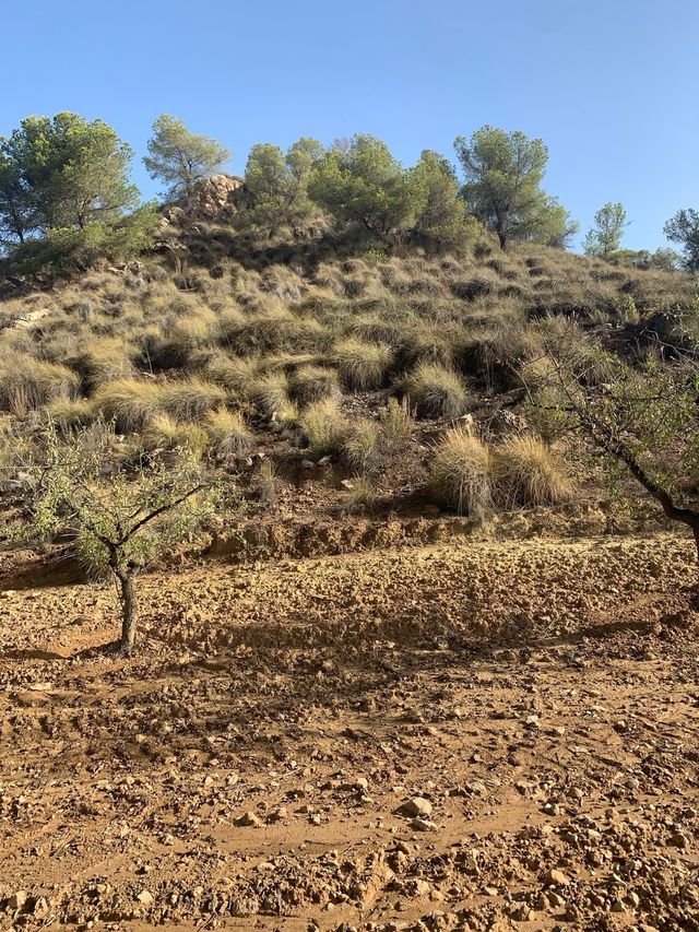 Parcela de terreno en cultivo