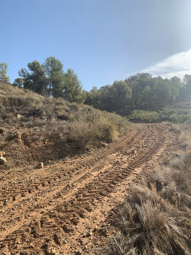 Parcela de terreno en cultivo