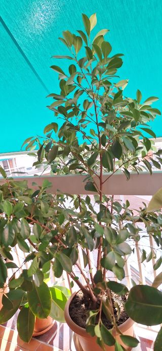 Eleagnus-Ficus Benjamina   Exterior-interior