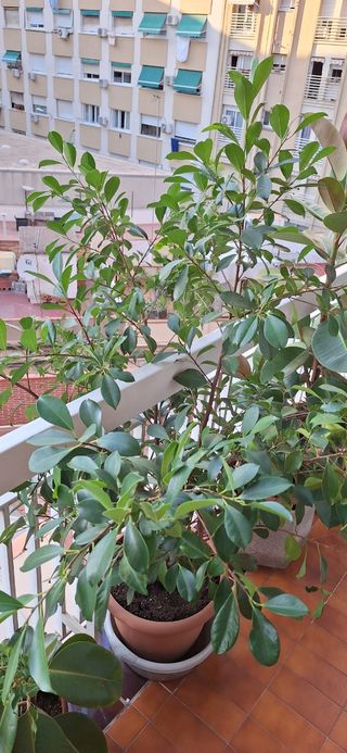 Eleagnus-Ficus Benjamina   Exterior-interior
