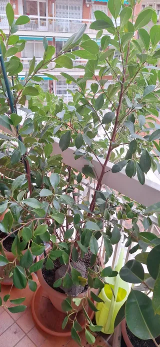 Eleagnus-Ficus Benjamina   Exterior-interior