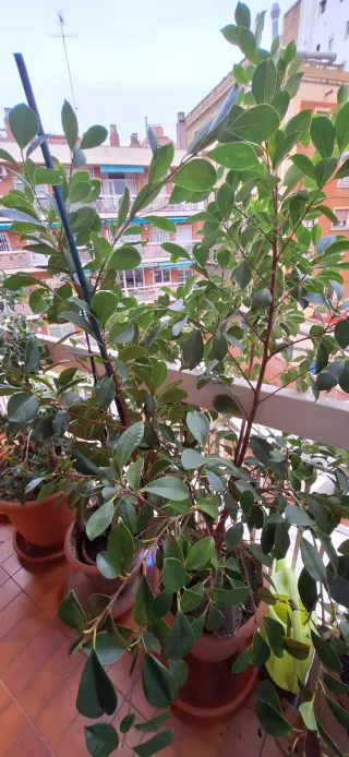 Eleagnus-Ficus Benjamina   Exterior-interior