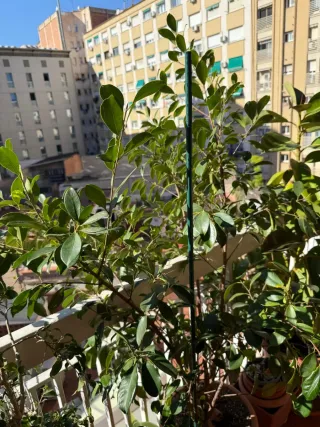 Eleagnus-Ficus Benjamina   Exterior-interior