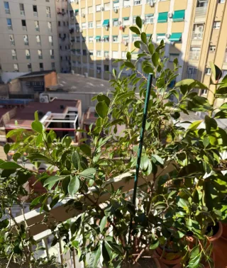 Eleagnus-Ficus Benjamina   Exterior-interior