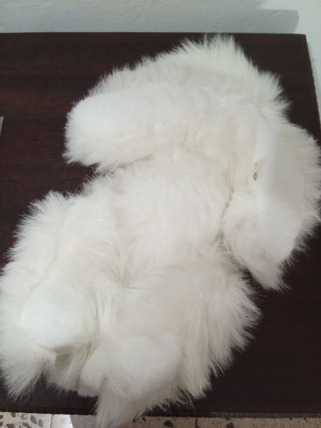 Gato de peluche