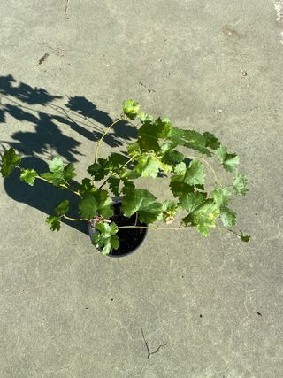 Parra de uva blanca moscatel 