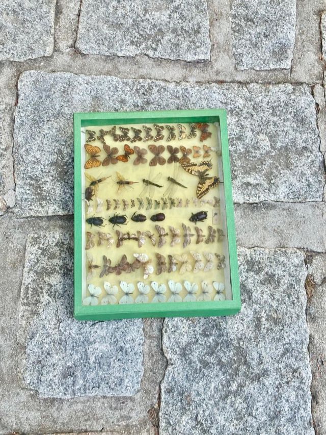 Cuadros mariposas escarabajos y libélulas