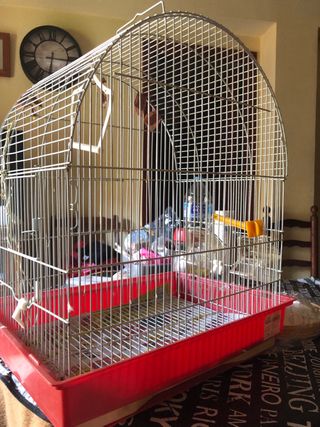 jaula periquitos