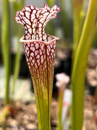 Pack 3 x PLANTAS CARNIVORAS