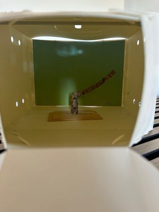 Caja luz fotografia pajaros