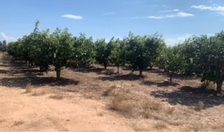 Campo de 1,5 hanegadas