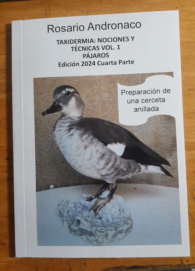 taxidermia Preparación de una cerceta pardilla