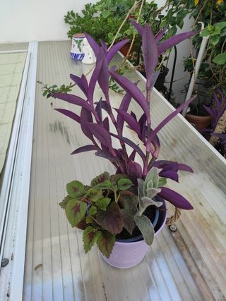 Planta  2 clases deTradescansium y Coleum