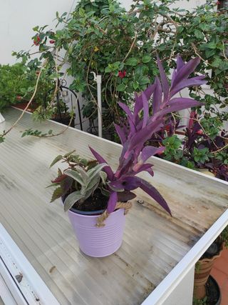 Planta  2 clases deTradescansium y Coleum