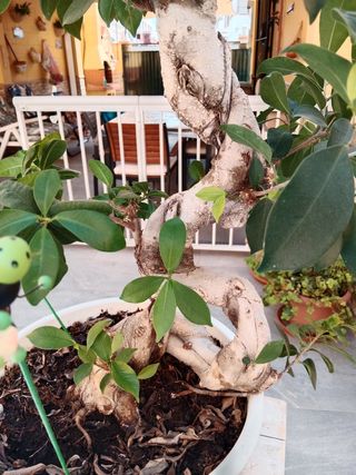 Bonsai ficus