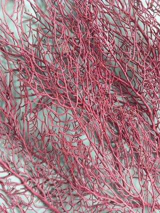 Antiguo marco isabelino XIX con decoración marina