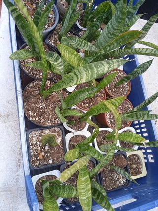 Lote de 11 sanseberia o lengua de suegra