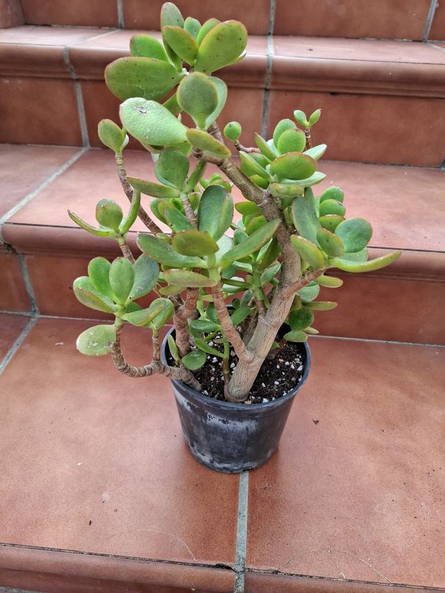 Planta del Árbol de Jade
