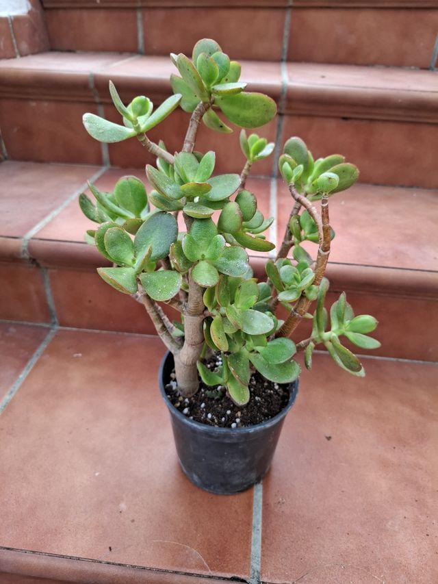 Planta del Árbol de Jade