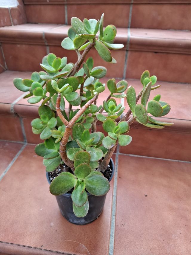 Planta del Árbol de Jade