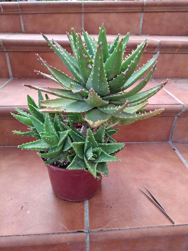 Aloe X Novilis