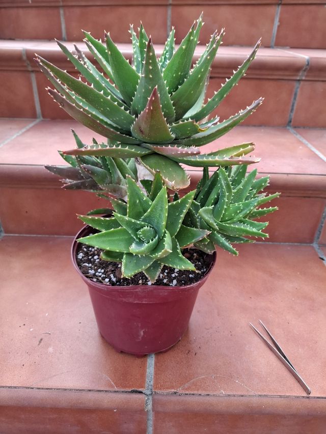 Aloe X Novilis