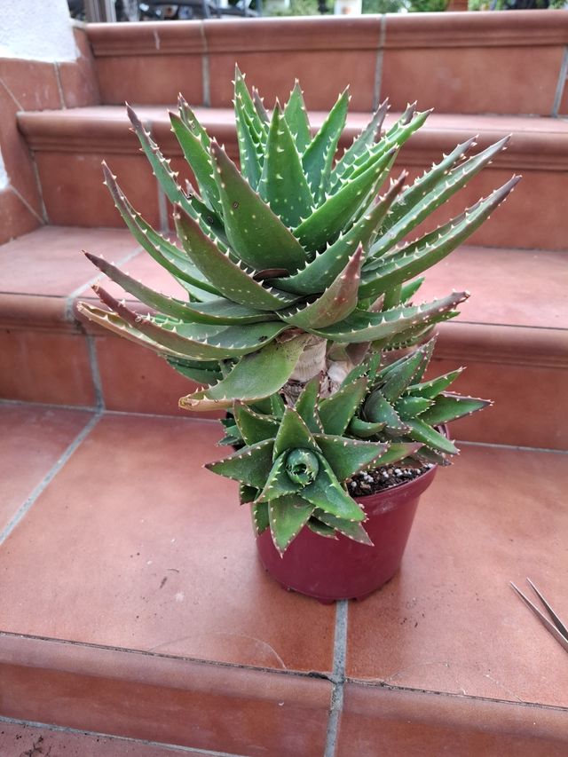 Aloe X Novilis