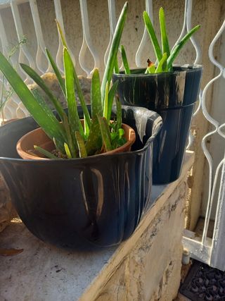 Coppia di vasi neri in plastica con aloe vera.